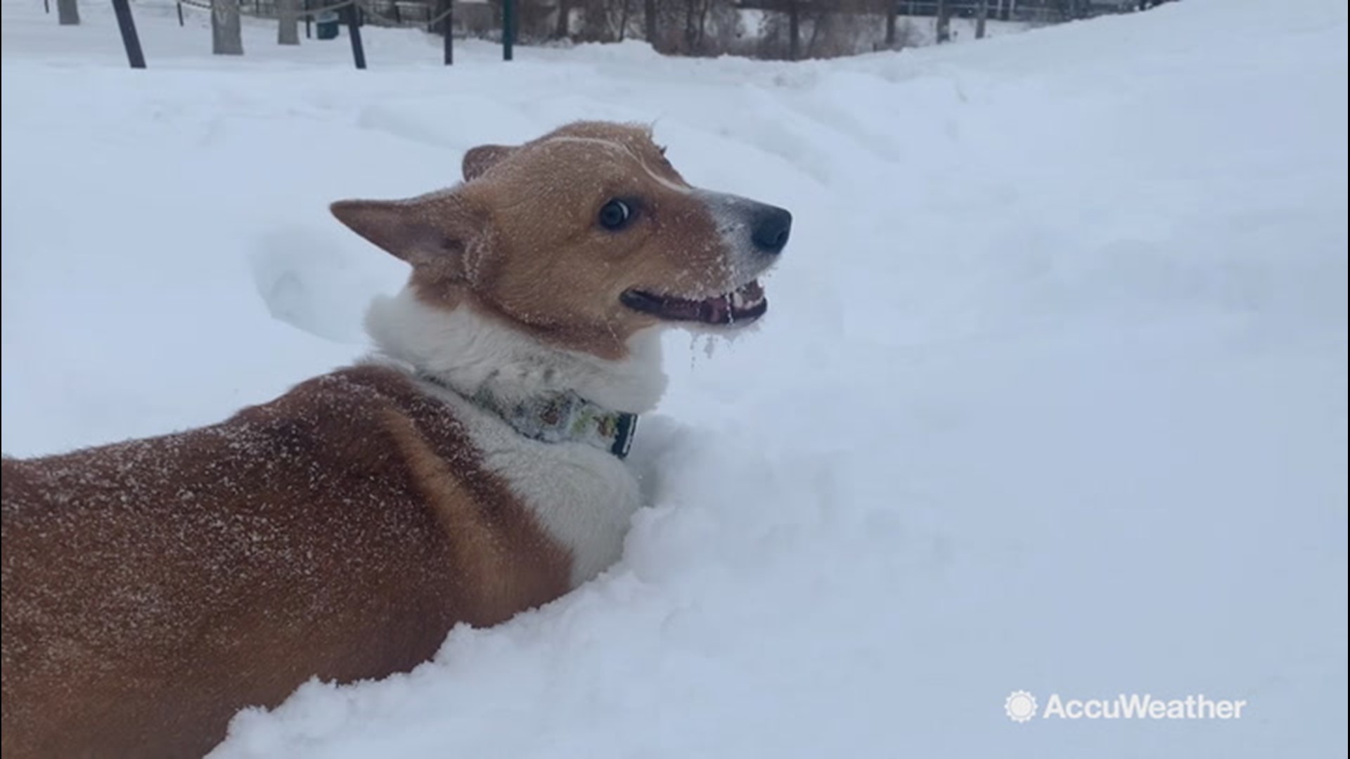 Dog and kids are taking advantage of the fresh snow by getting outside for some sledding and running around as a snowstorm slams Denver, Colorado, on Nov. 26.