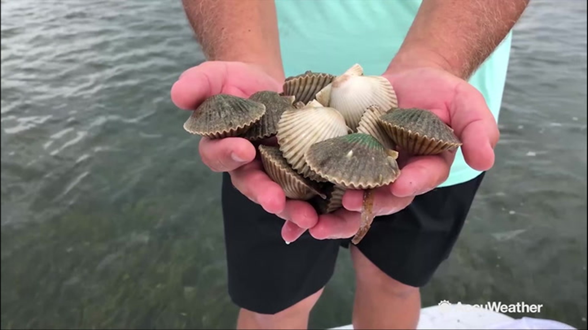 Bad Scallop Season | wwltv.com How To Tell When Scallops Are Bad