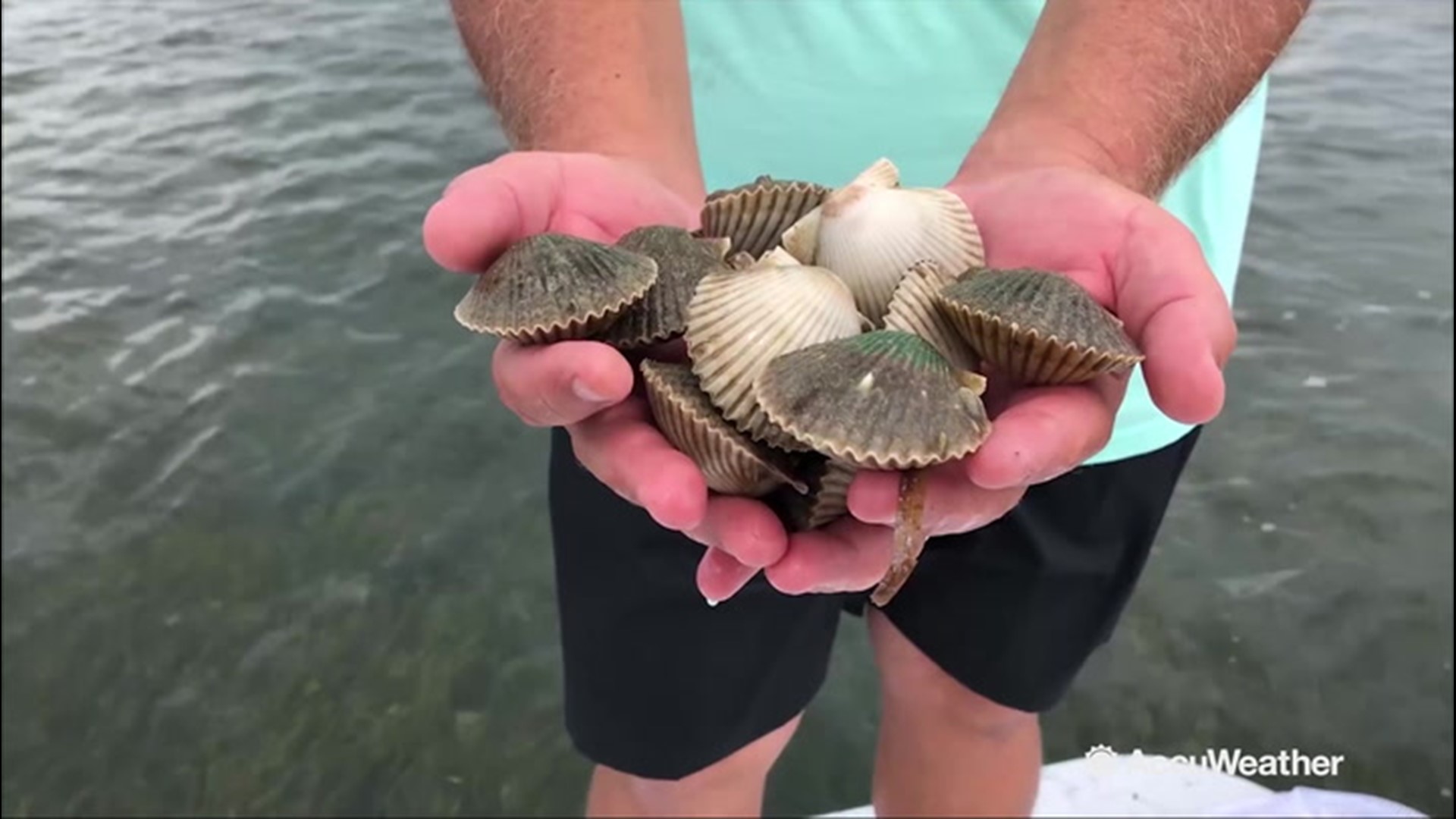 Bad Scallop Season