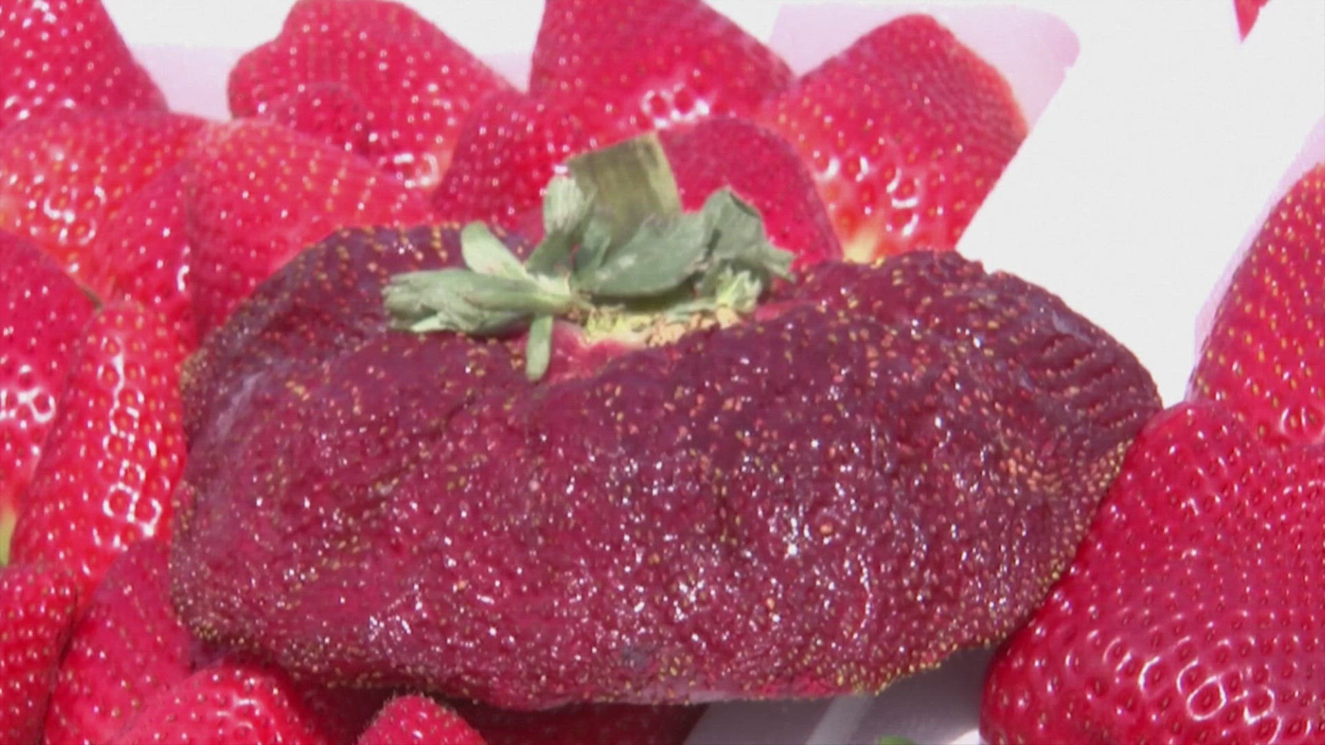 This Giant Strawberry Has A Guinness World Record Wwltv Com