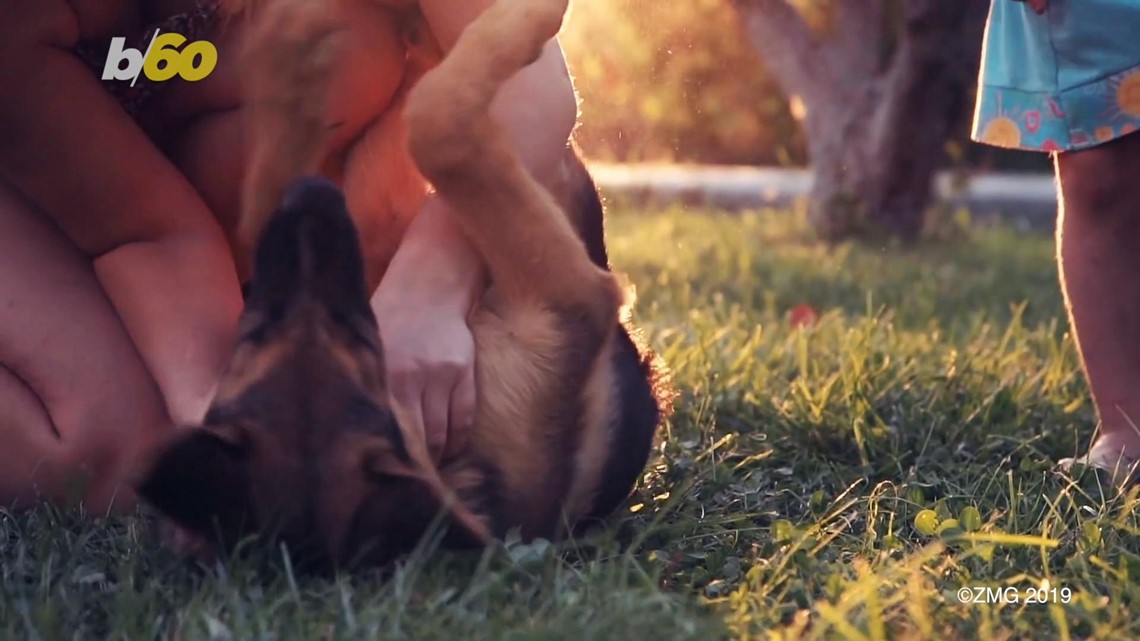 Animal Lovers Can Now Swipe Left or Right to Find a Fluffy 