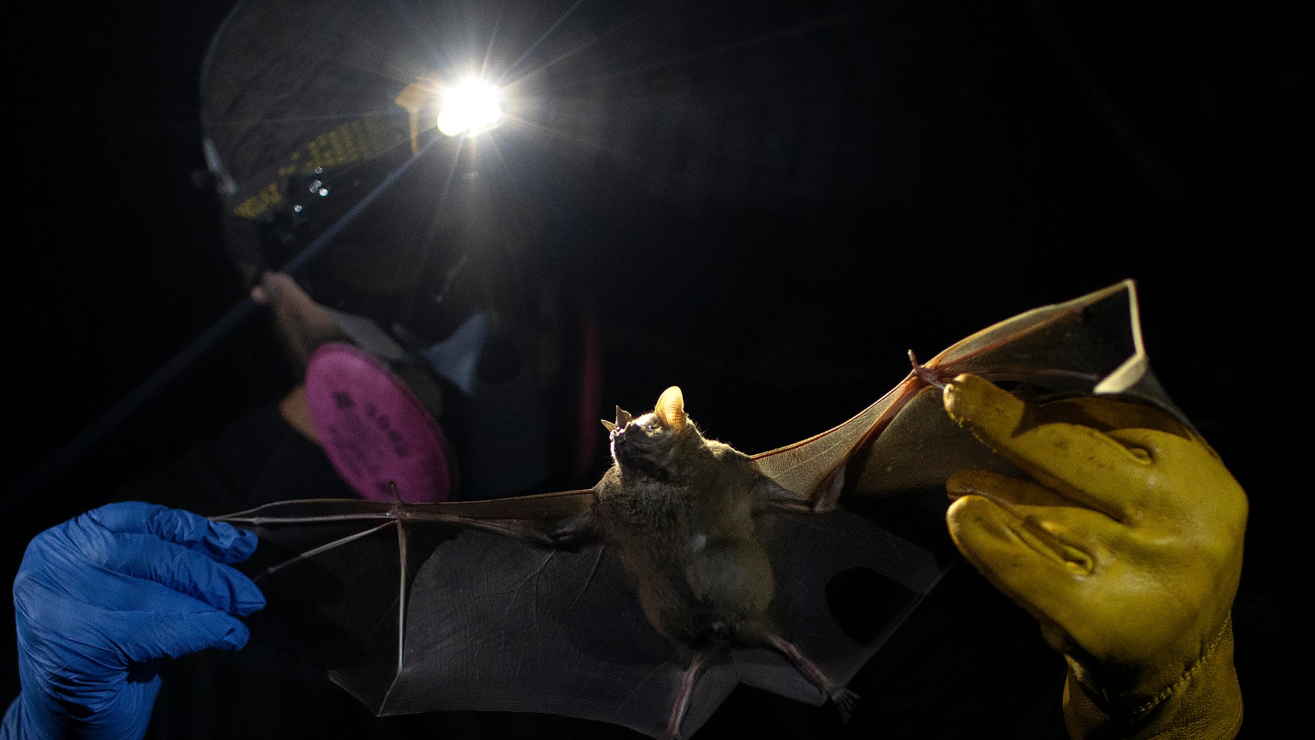 How Bat Research May Be The Key To Preventing Next Pandemic