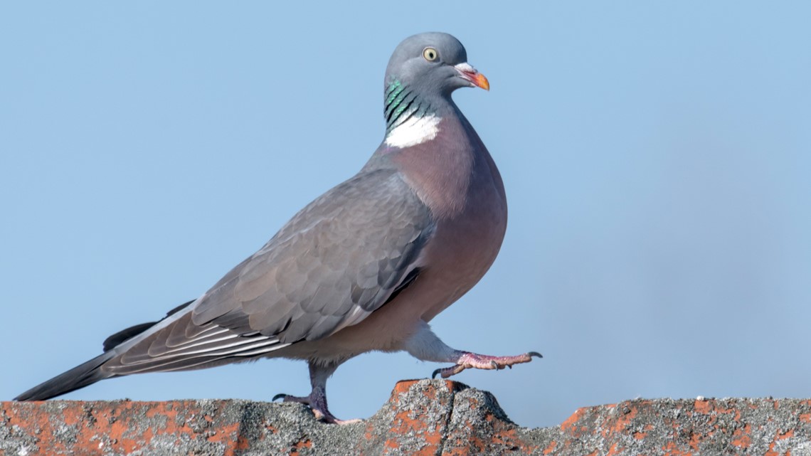 Pigeon Pooper Game