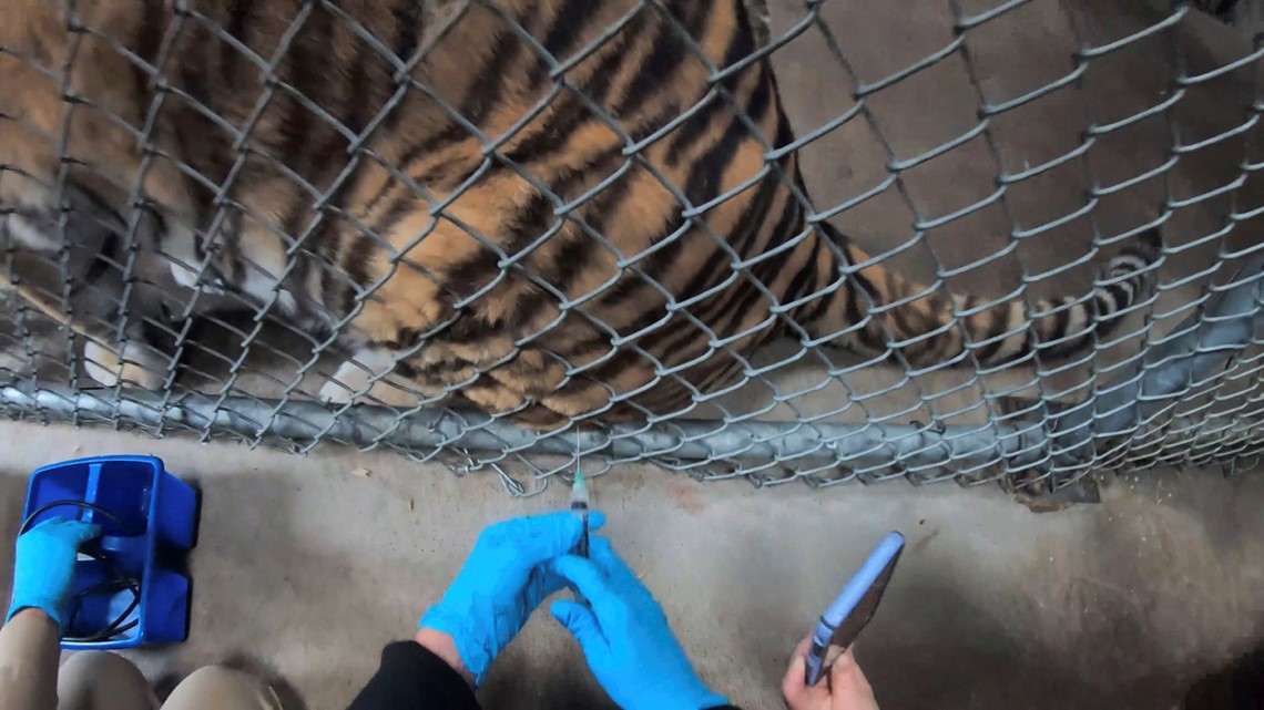 Oakland Zoo administers experimental COVID vaccine to animals | wwltv.com