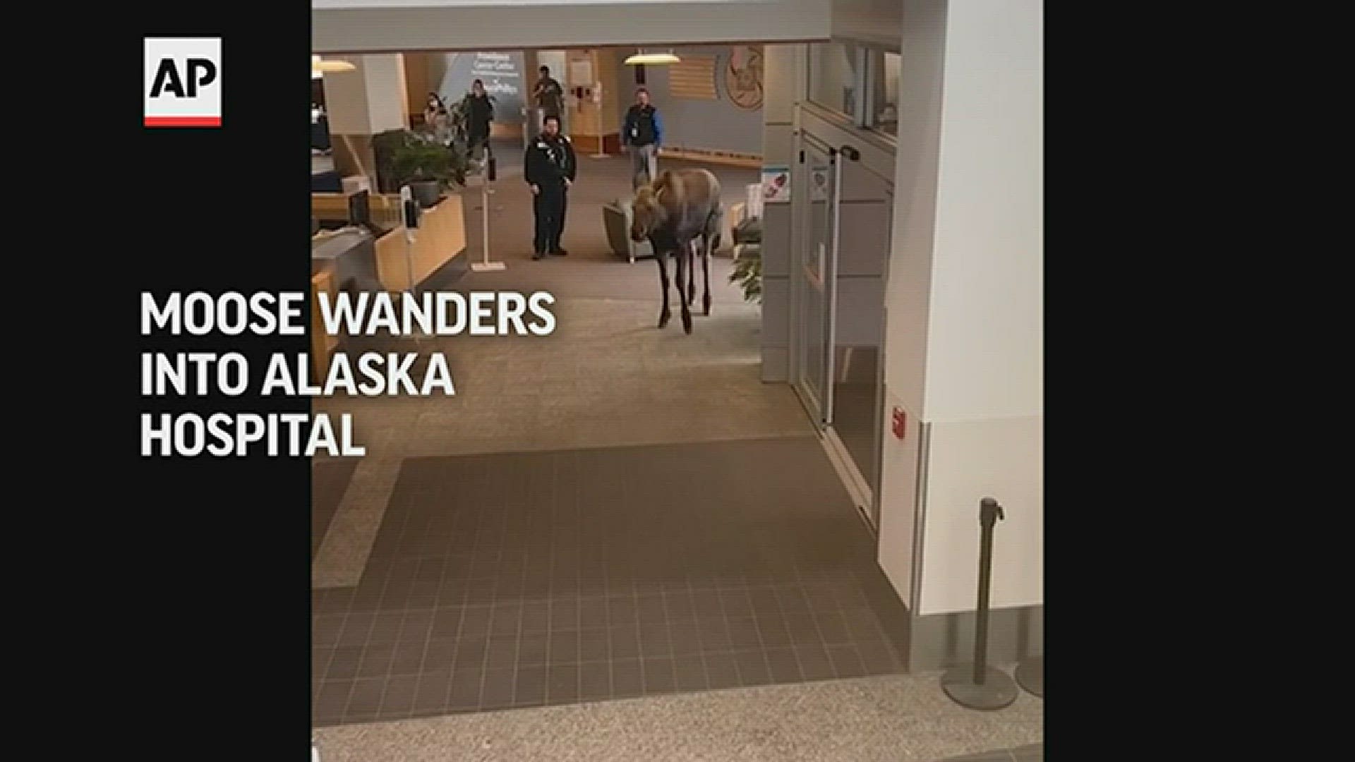 A young moose trudging through the snow looking for a meal spotted green plants in the lobby of a medical building in an Alaska hospital.