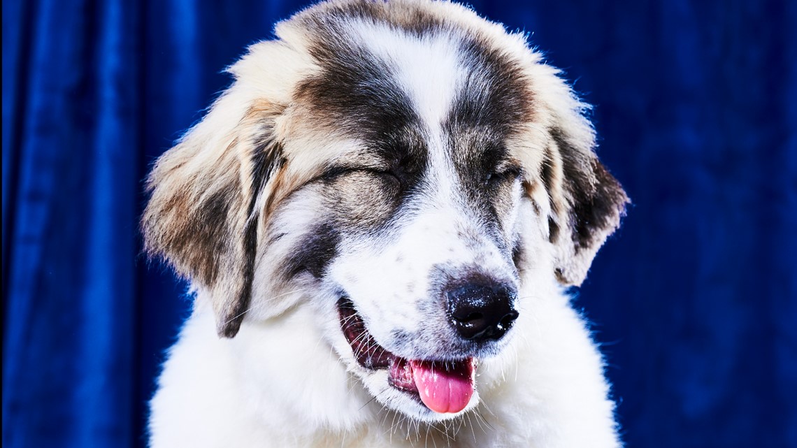 Josh Allenhound wins Puppy Bowl popularity contest