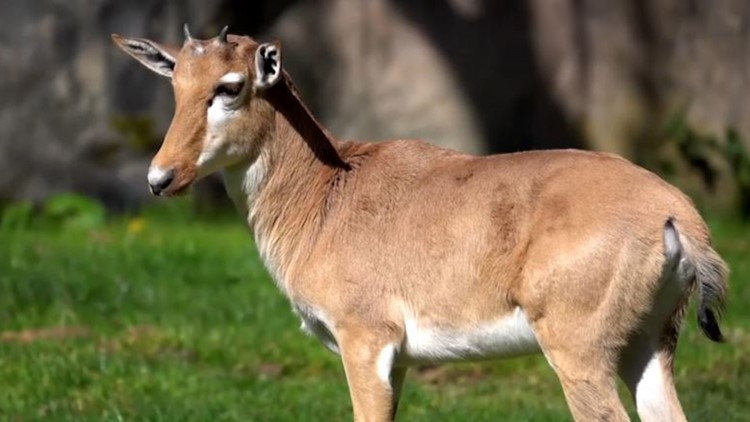 Rare African bontebok antelope calf makes debut at Oregon Zoo