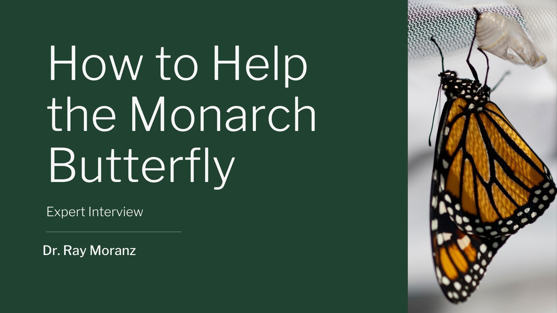 Dr. Ray Moranz, a pollinator ecologist explains the importance of  Monarch butterflies and how to help them, as the species is now on the endangered list.