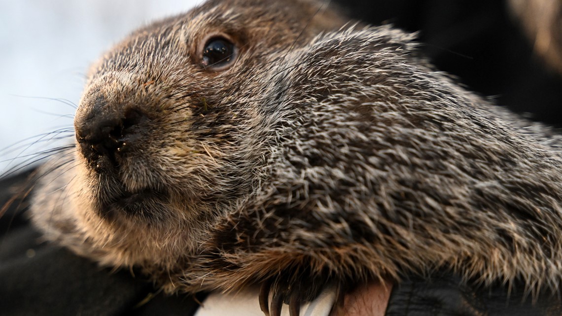 When is groundhog day? | wwltv.com - Vimarsana News