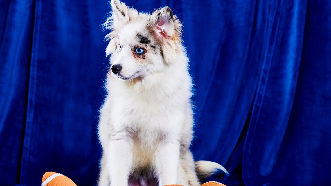 Josh Allenhound wins Puppy Bowl popularity contest