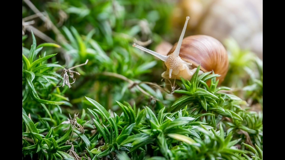 Parasite called rat lungworm may be more common across the USA than people think...