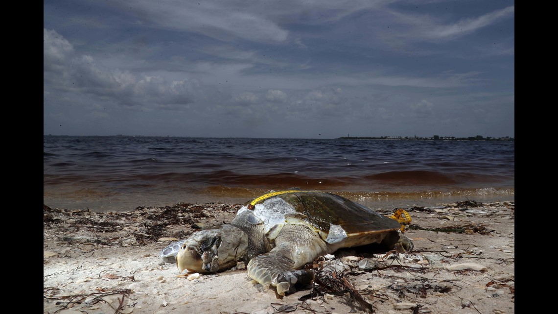 What Travelers Should Know About Florida S Red Tide Outbreak Red Tide