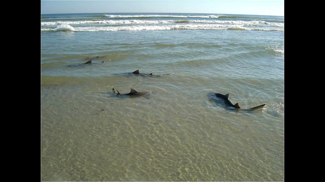 Sharks And Gators Sometimes Go Tooth To Tooth Along The Florida Coast Wwltv Com - lemon shark brawl stars