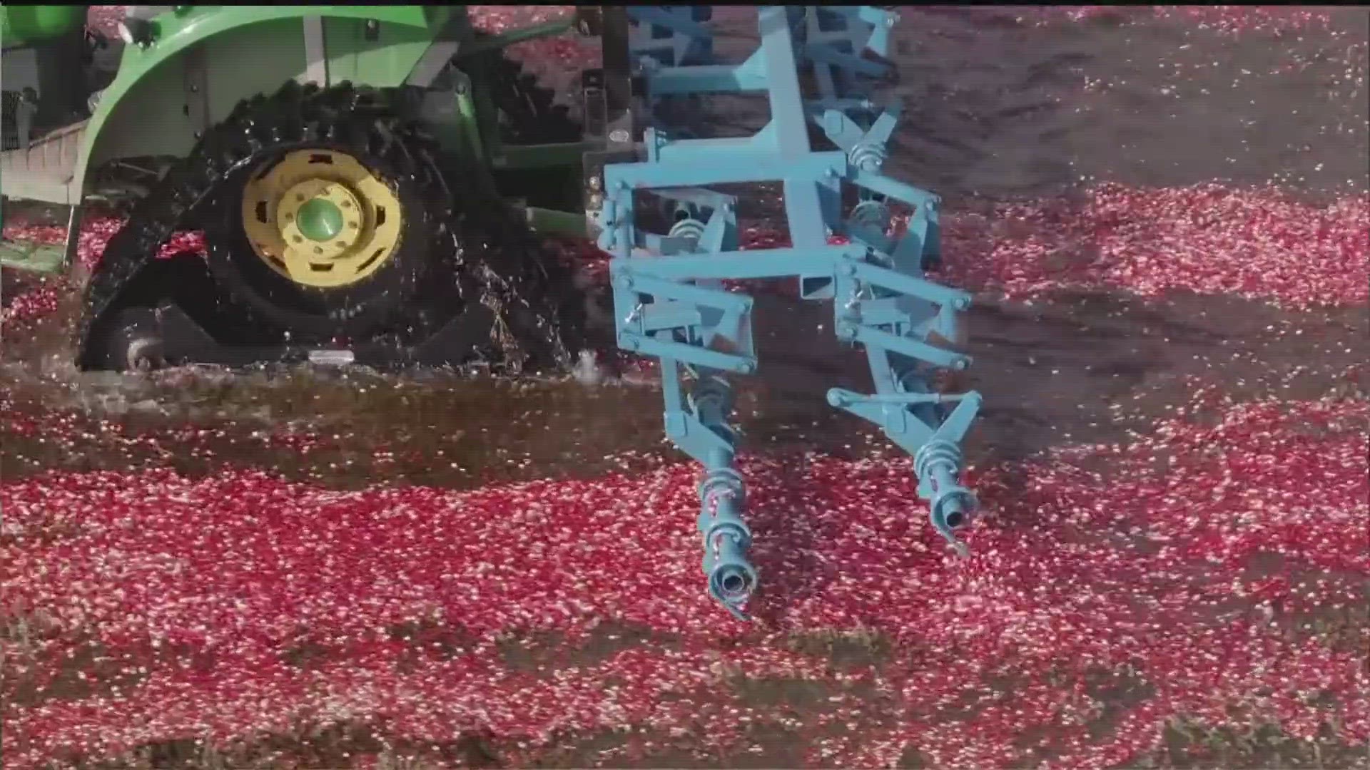 A large number of the bright red berries are grown in the Midwest.