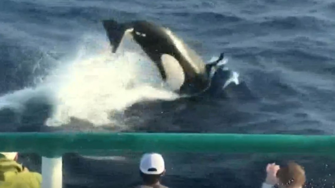 Orcas in Gulf of Mexico fishing group shares incredible video