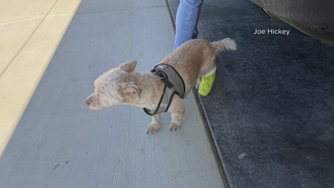 'Total shock': Amazon driver seen on video grabbing, throwing Idaho family's dog
