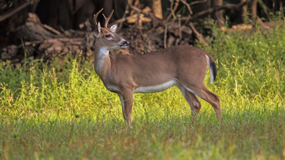 First Louisiana case of deadly deer disease found in Tensas