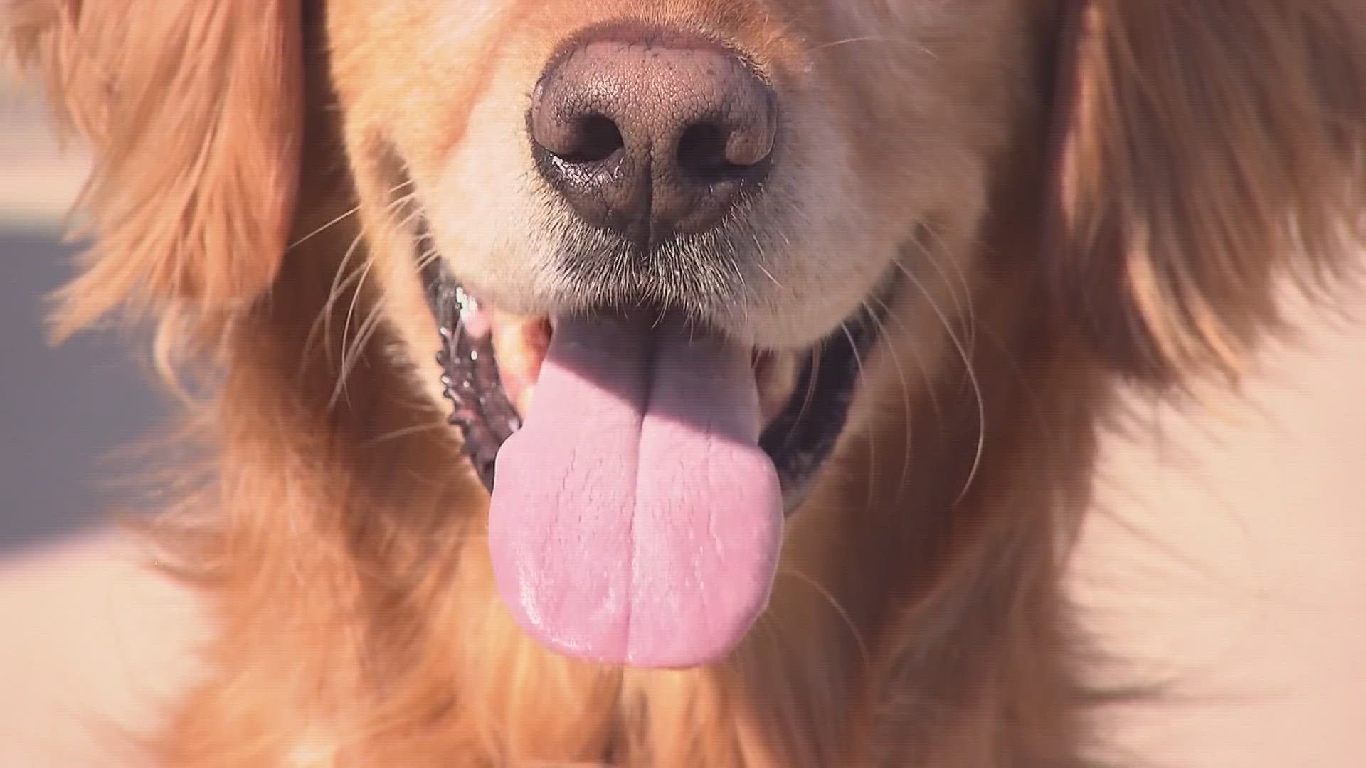 A first-of-its-kind anti-aging pill for dogs is being tried in elderly pets across the country.