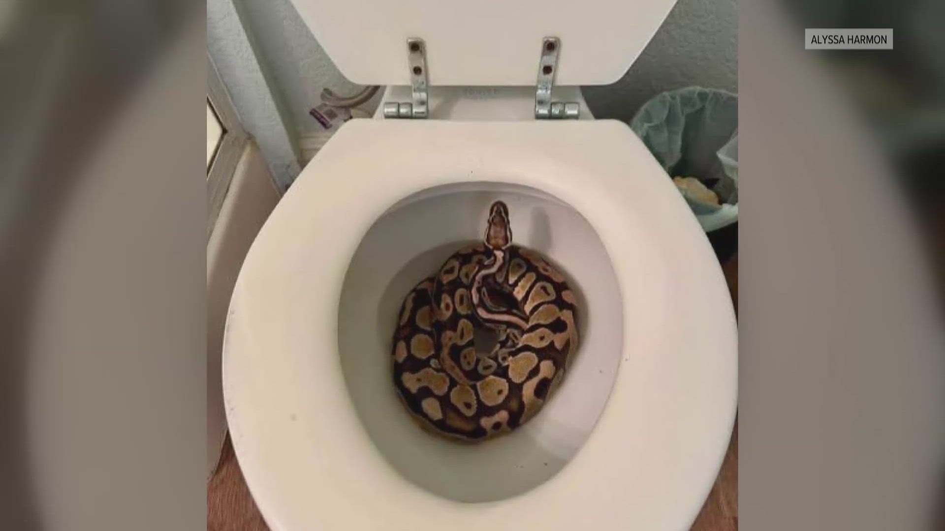 8 Ft Ball Python A California woman found a ball python in her toilet. Now she has ...