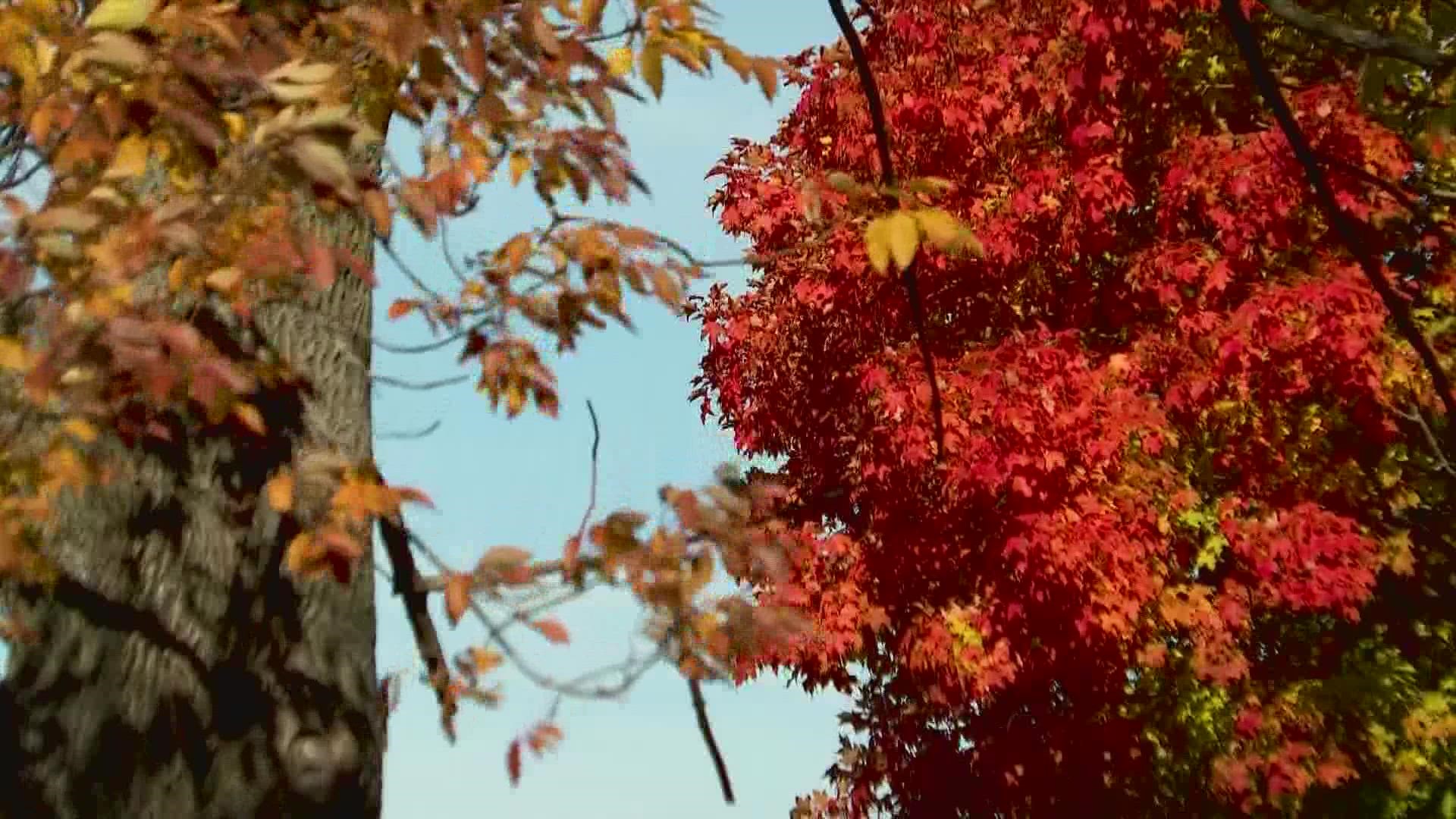 Conservation experts in Maine are reminding folks of the benefits of not raking up leaves this time of year.