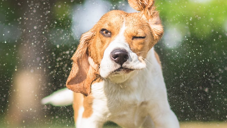 4 Fast Facts about dogs in hot weather