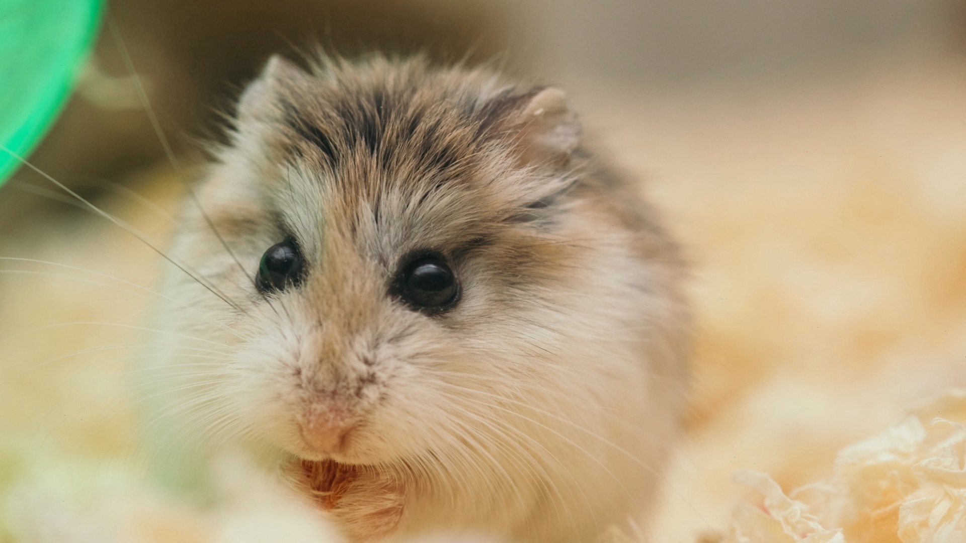 euthanize hamster at home