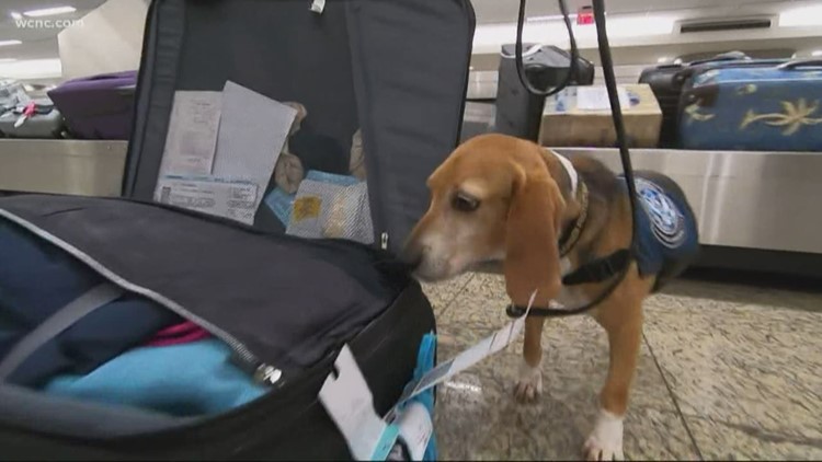 The Beagle Brigade works with Homeland Security | wwltv.com