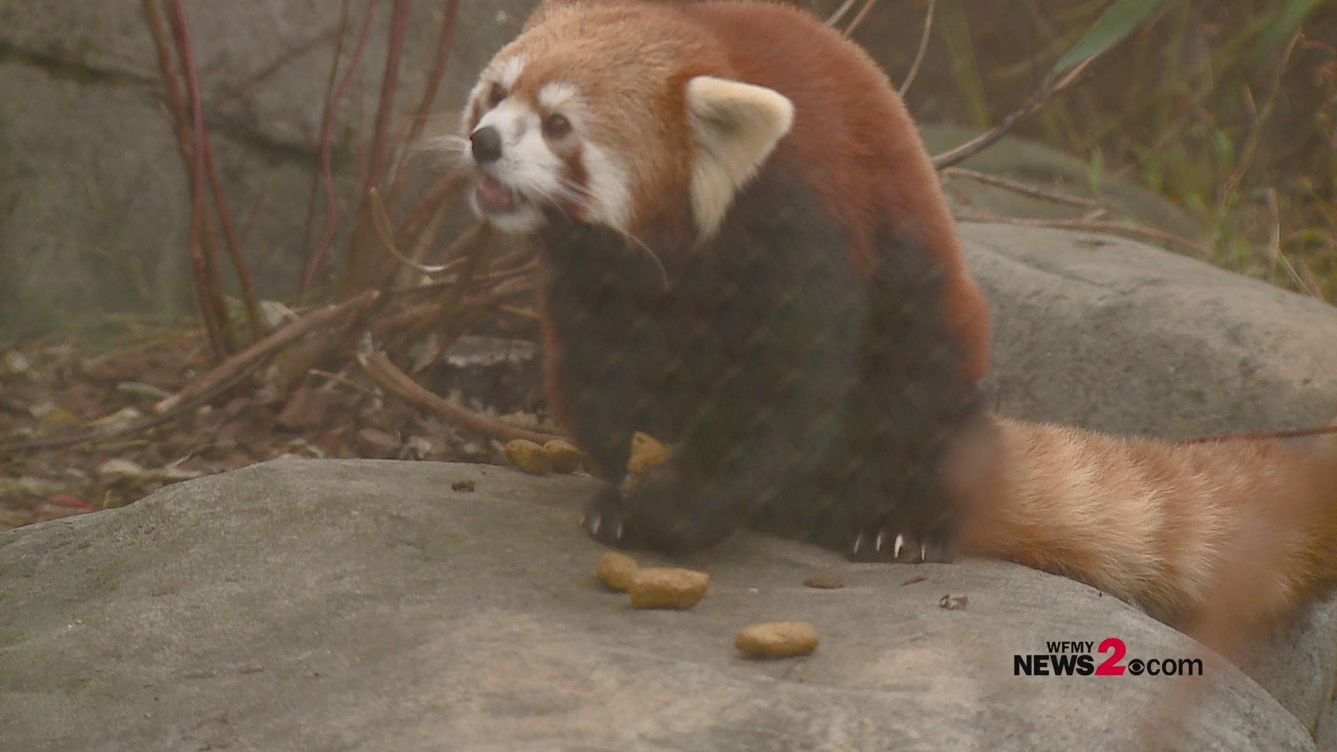 Red Panda enjoying breakfast on Thanksgiving morning.