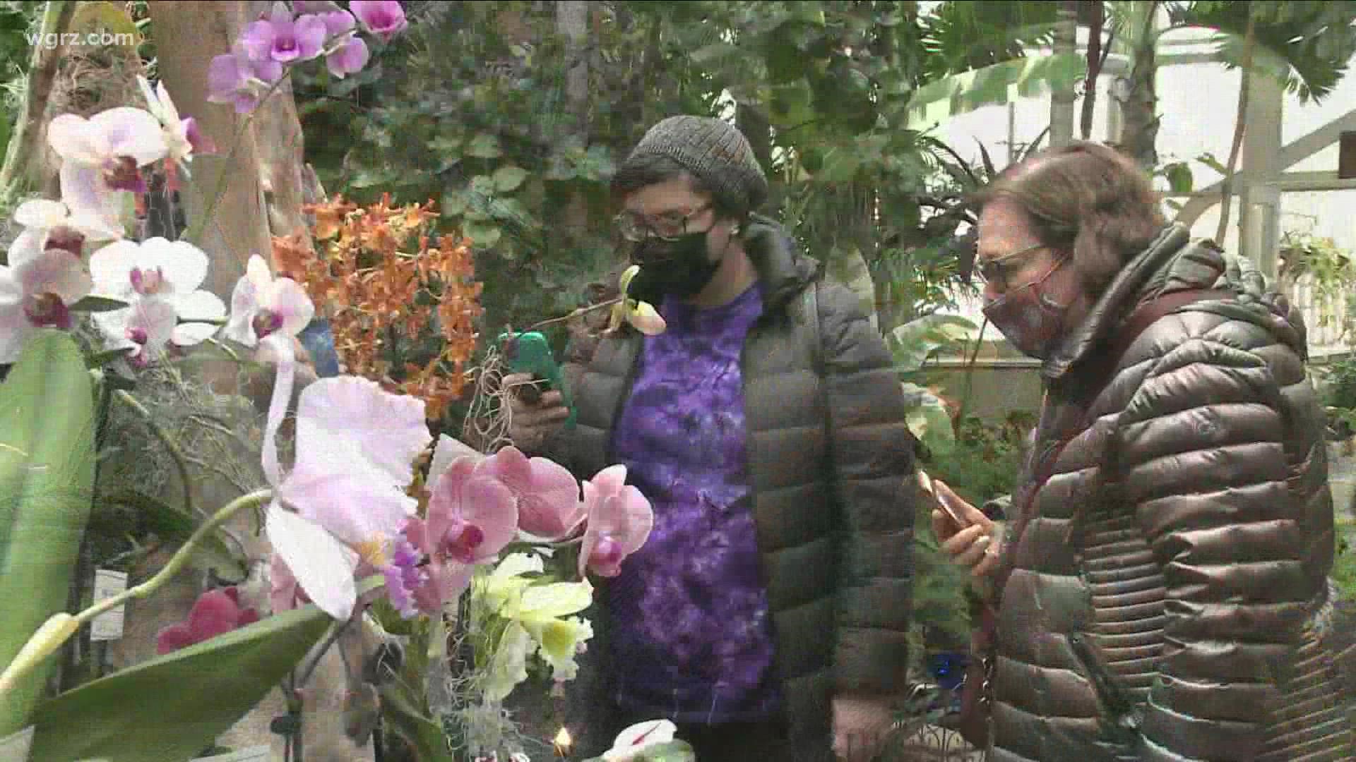 This is the 110th anniversary of the American Orchid Society Hand-picked orchid exhibits filled the area. Many of the displays are award winning.
