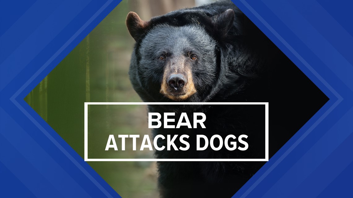 Bear attack injuring dogs caught on camera