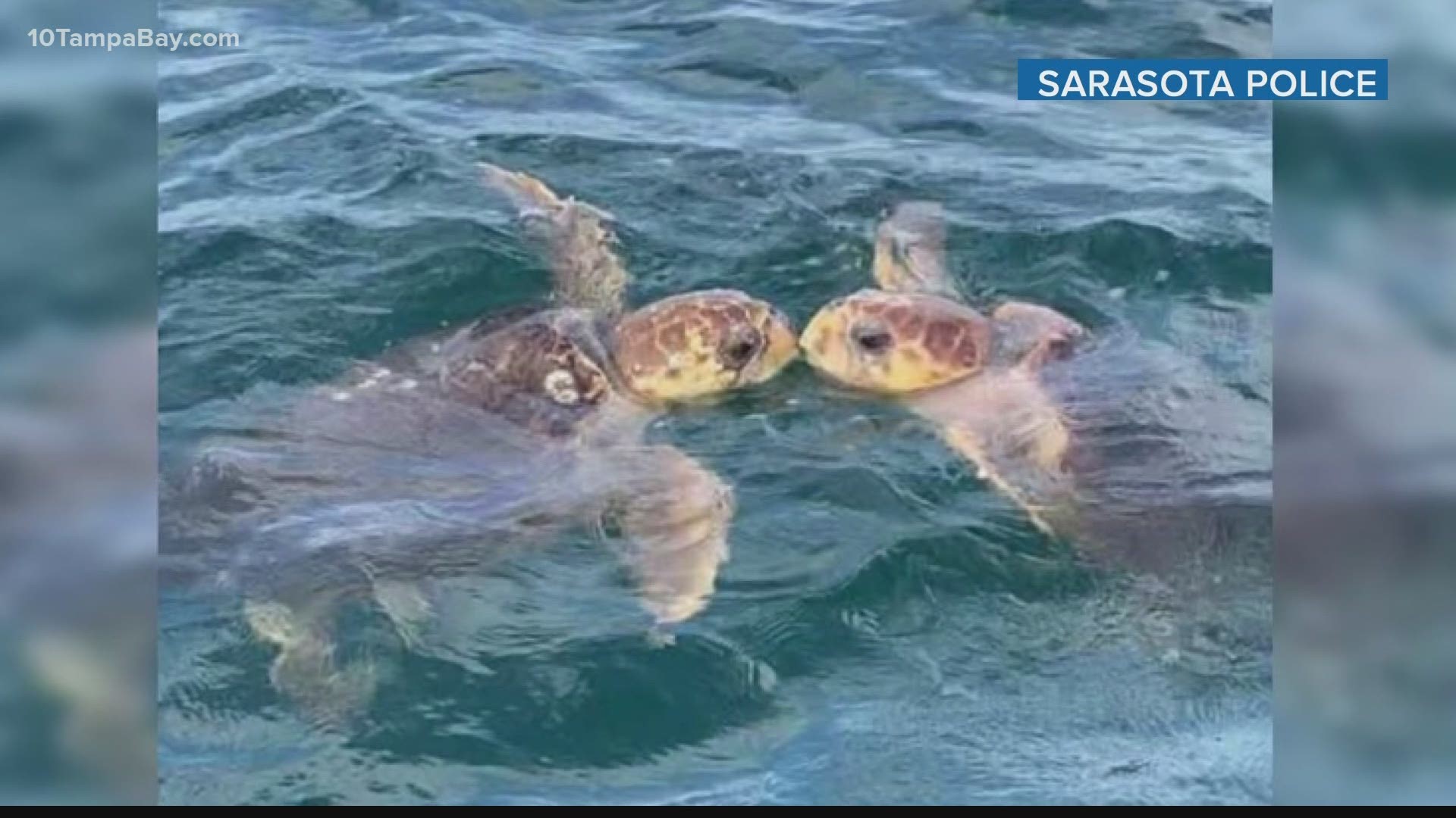 The Sarasota Police Department managed to capture the moment it appears two sea turtles are sharing a kiss.