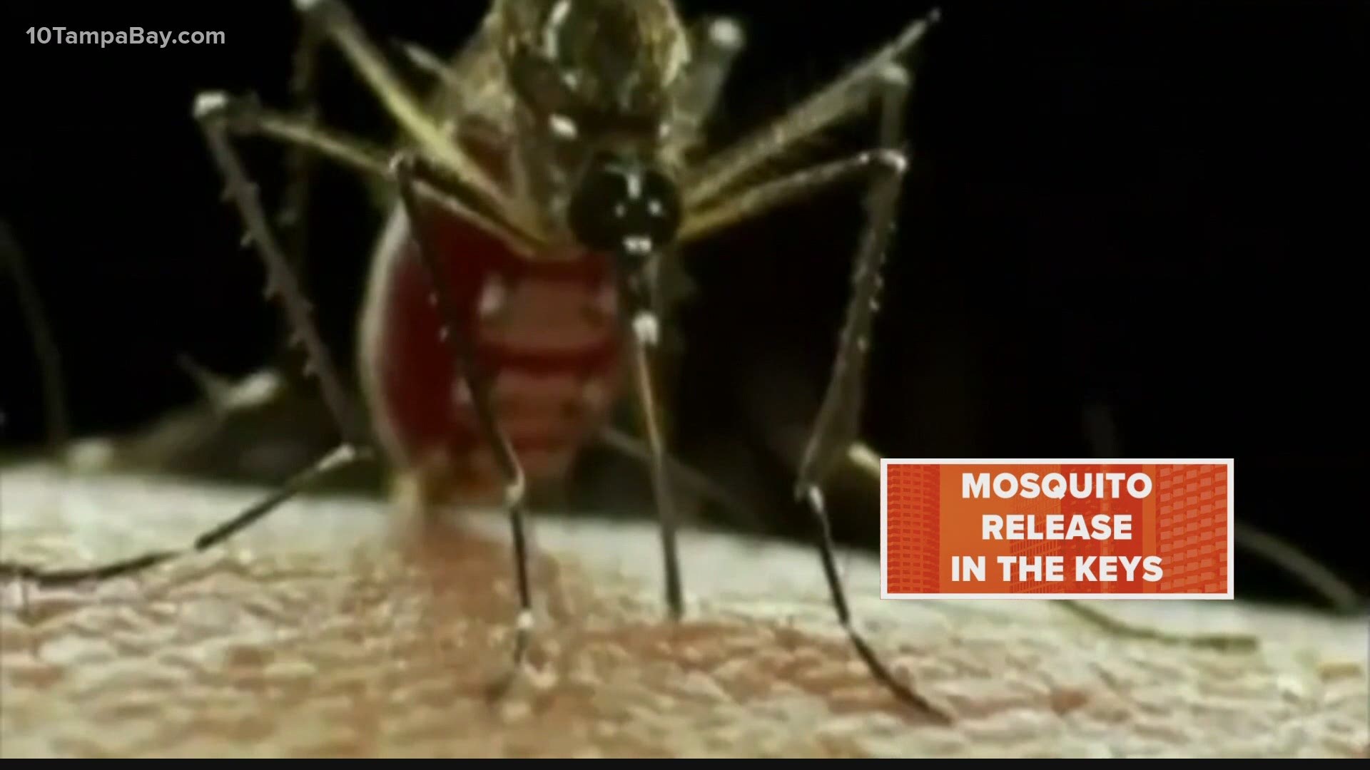 A handful of boxes filled with thousands of genetically modified mosquitoes will be scattered throughout the Florida Keys this week,