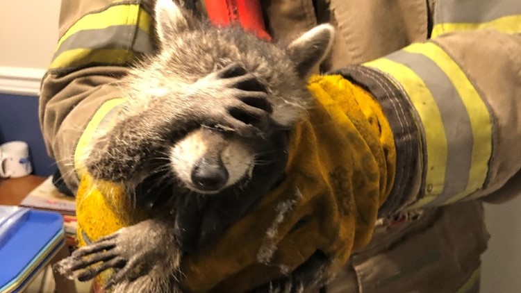 'Embarrassed' raccoon rescued by firefighters, photo goes viral