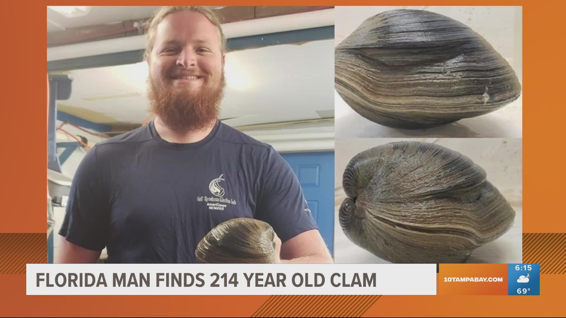 The clam, which was named "Aber-clam Lincoln," measured up to 6 inches and 2.6 pounds.