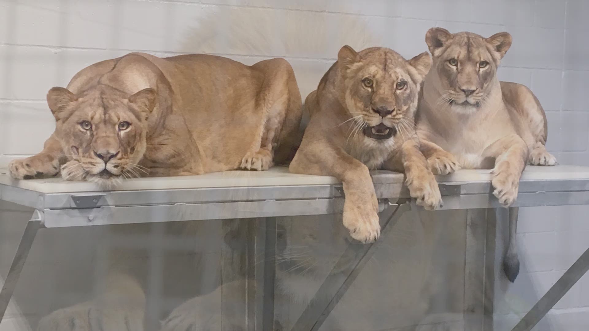 The lion population in the wild — more than 450,000 in the 1940s — has dwindled to around 20,000 today. Audubon Zoo is taking a step to reverse this decline with the highly-anticipated opening of its new lion habitat, scheduled for Saturday, May 18.