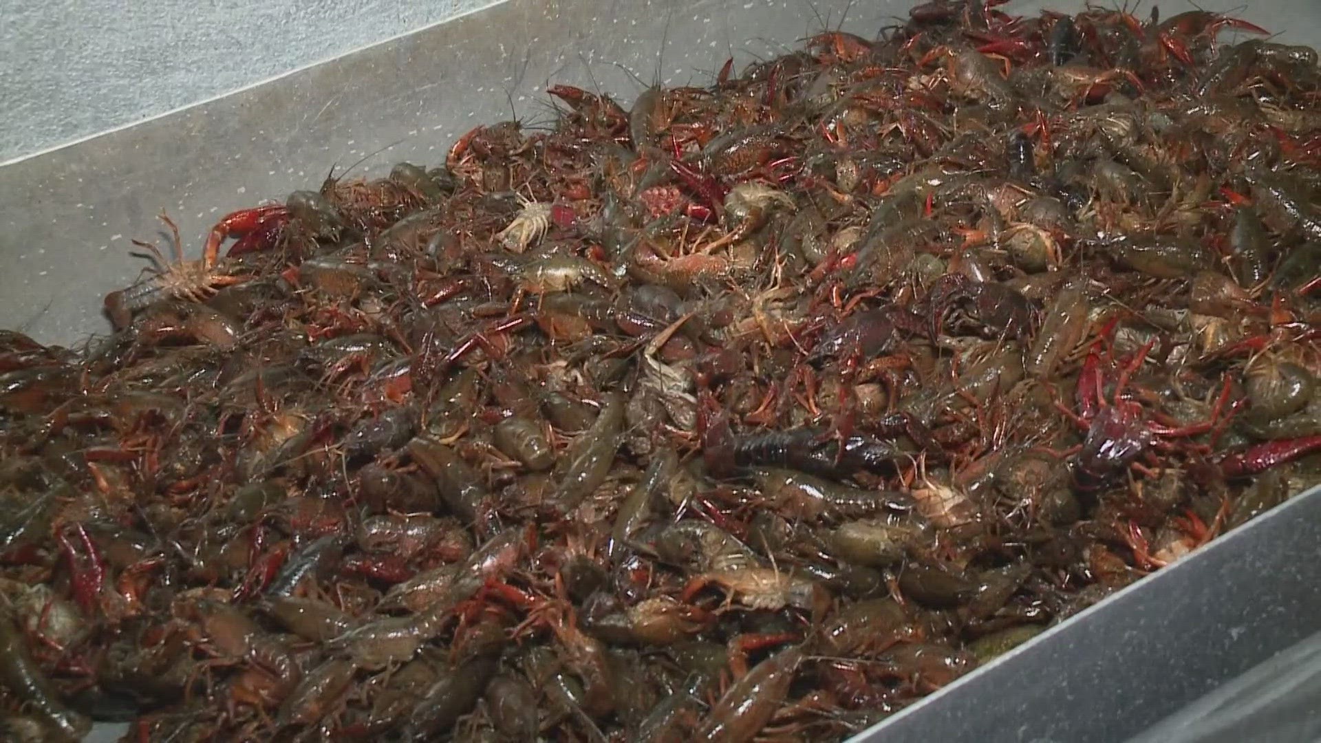 Lt. Gov. Billy Nungesser talks with WWL Loiuisiana about the shortage of Louisiana crawfish and what it means for the state's
