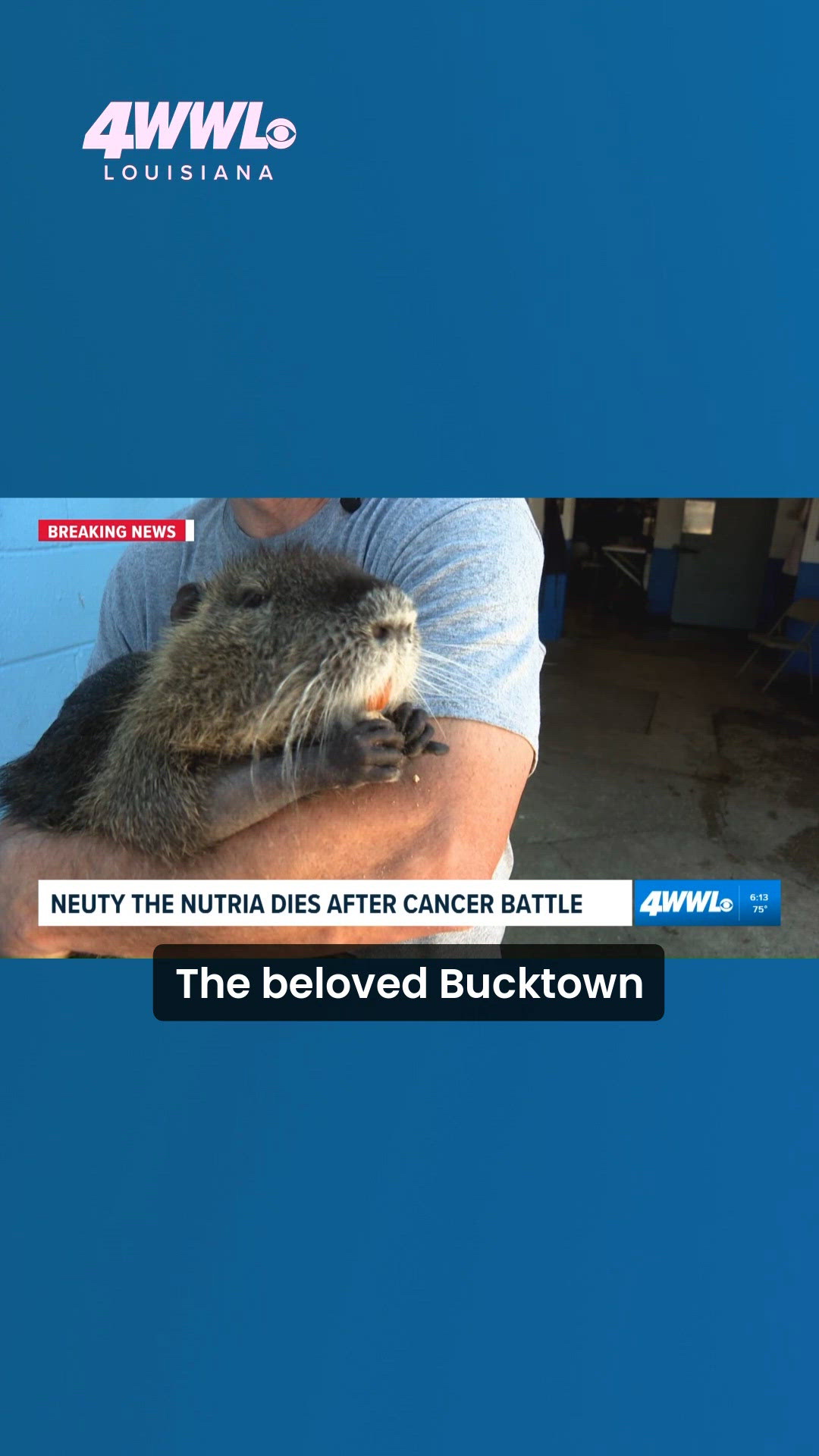 Neuthia Neuty the nutria dies after brief cancer battle | wwltv.com