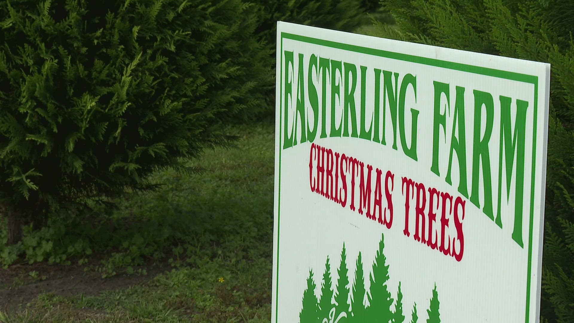 For many Louisiana families, the day after Thanksgiving is set aside to find and cut down the perfect Christmas tree and tree farms are gearing up for a busy season.