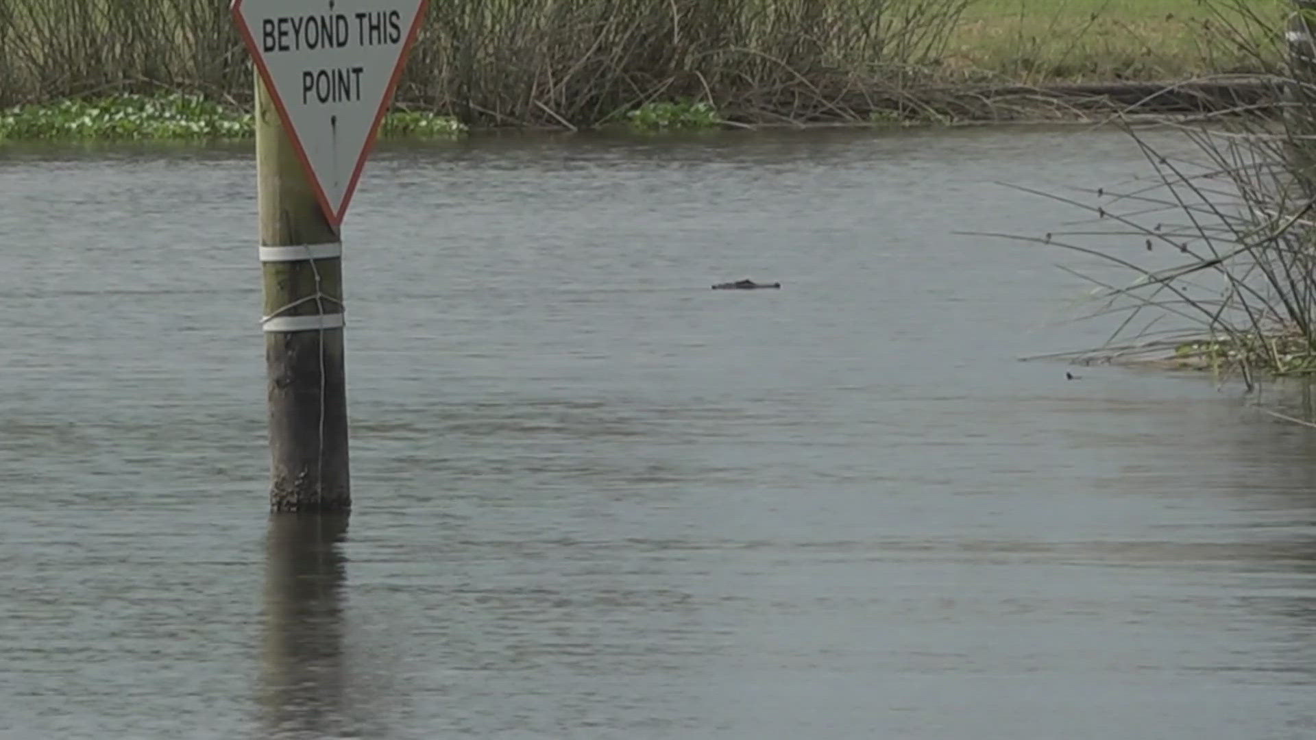 A young boy is expected to make a full recovery after being attacked by an alligator in the water where Lake Pontchartrain meets Bayou St. John in New Orleans.