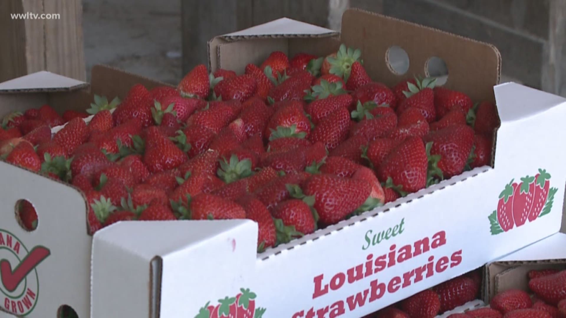 Access Code 70454 - exploring Ponchatoula - the 'Strawberry Capital of the World'