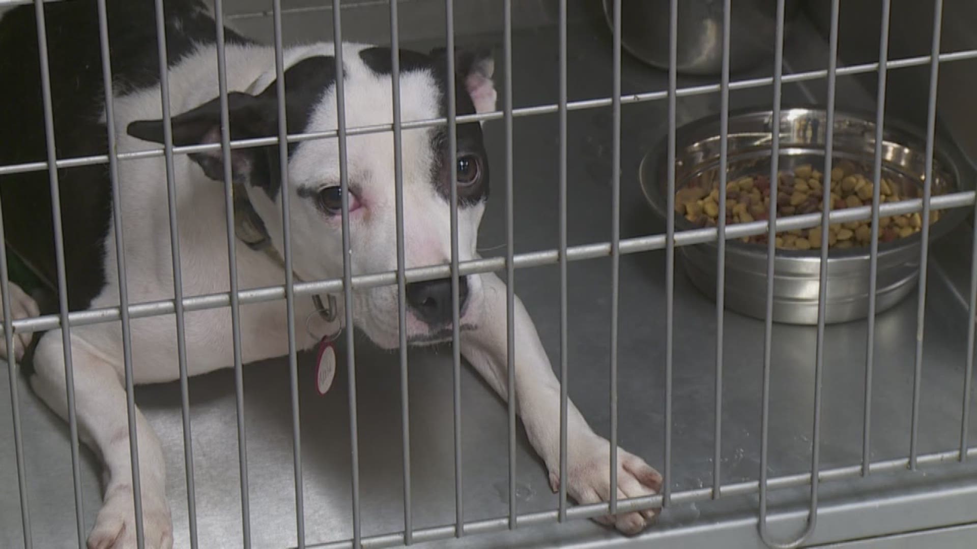 Local animal shelter prepares for animals from Florida Local animal shelter prepares for animals from Florida