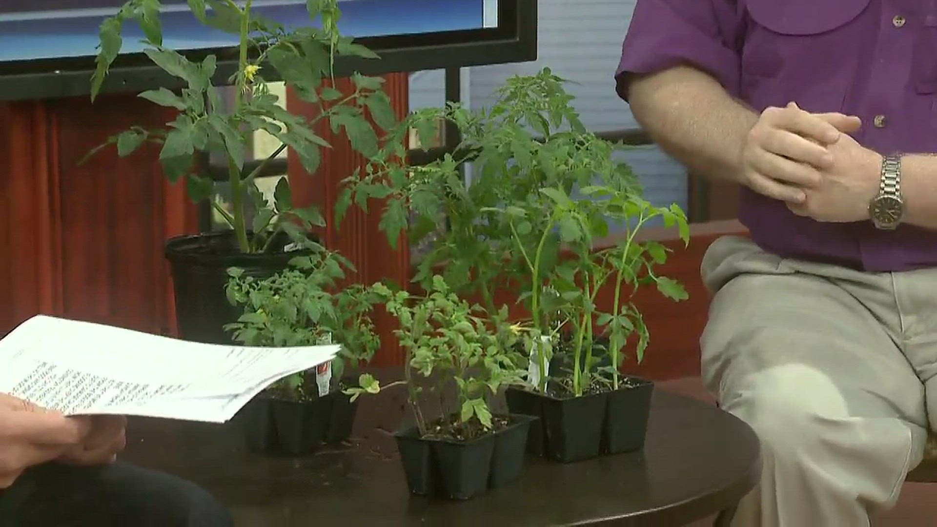 It is time to start thinking about tomatoes if you want to add them to your garden this year. Horticulturist Dan Gill has everything you need to know.