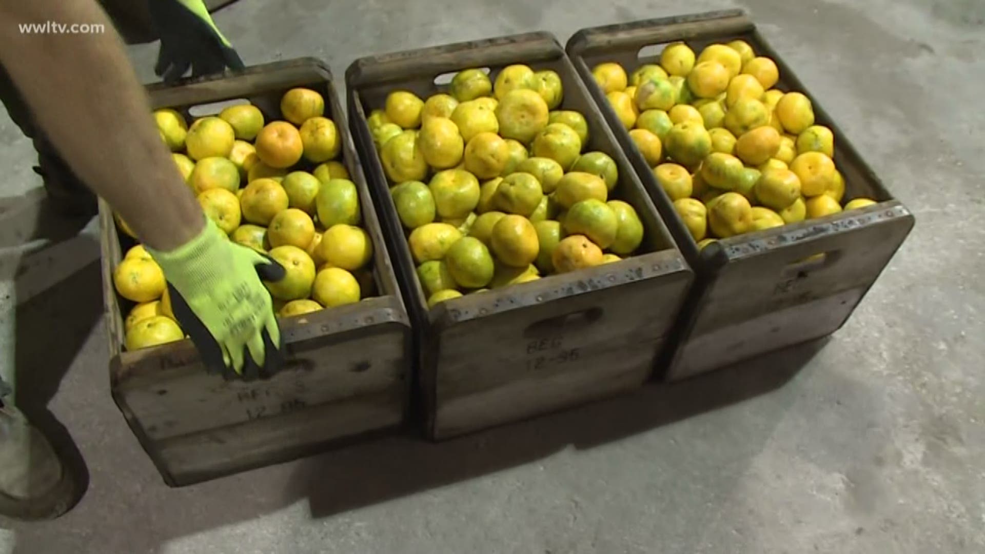 After two tough years, Louisiana citrus crop looking good