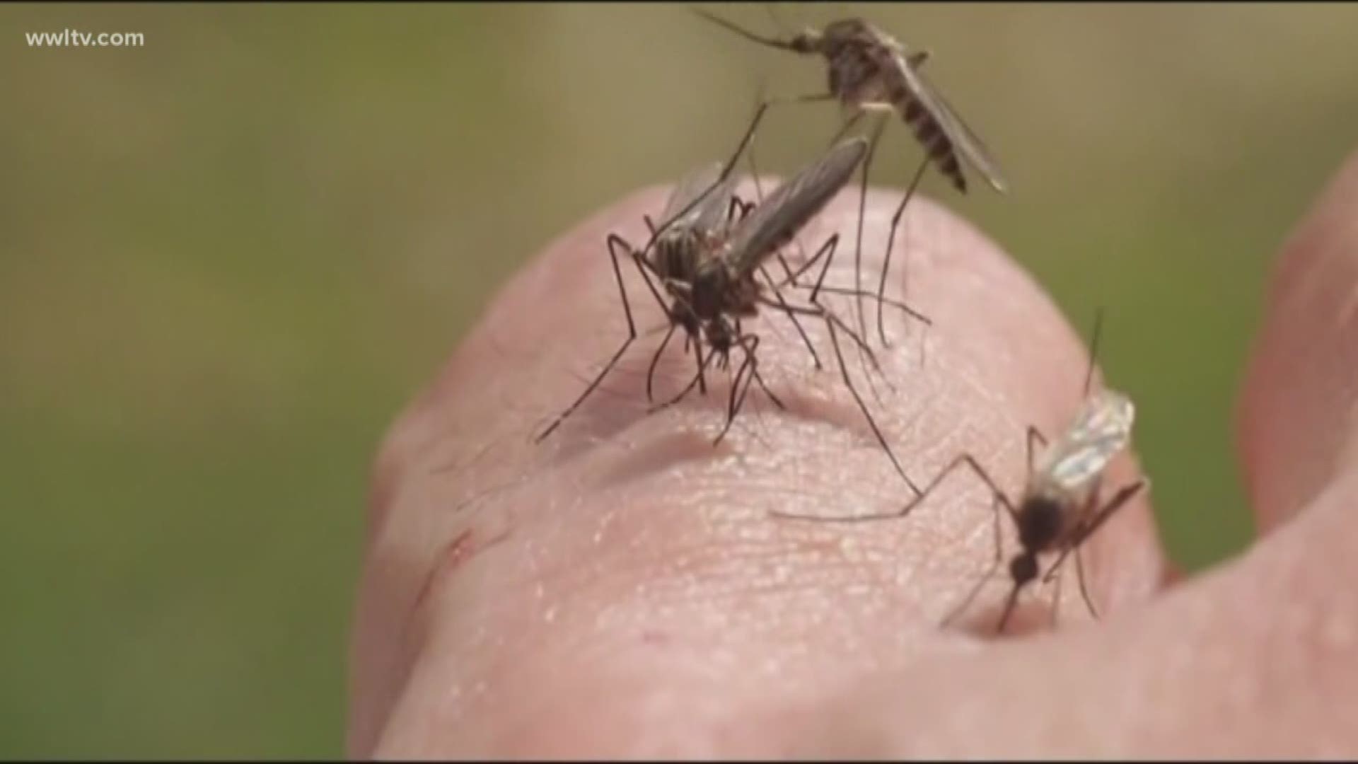 It's the first report of the disease showing up in the state this year, officials say.