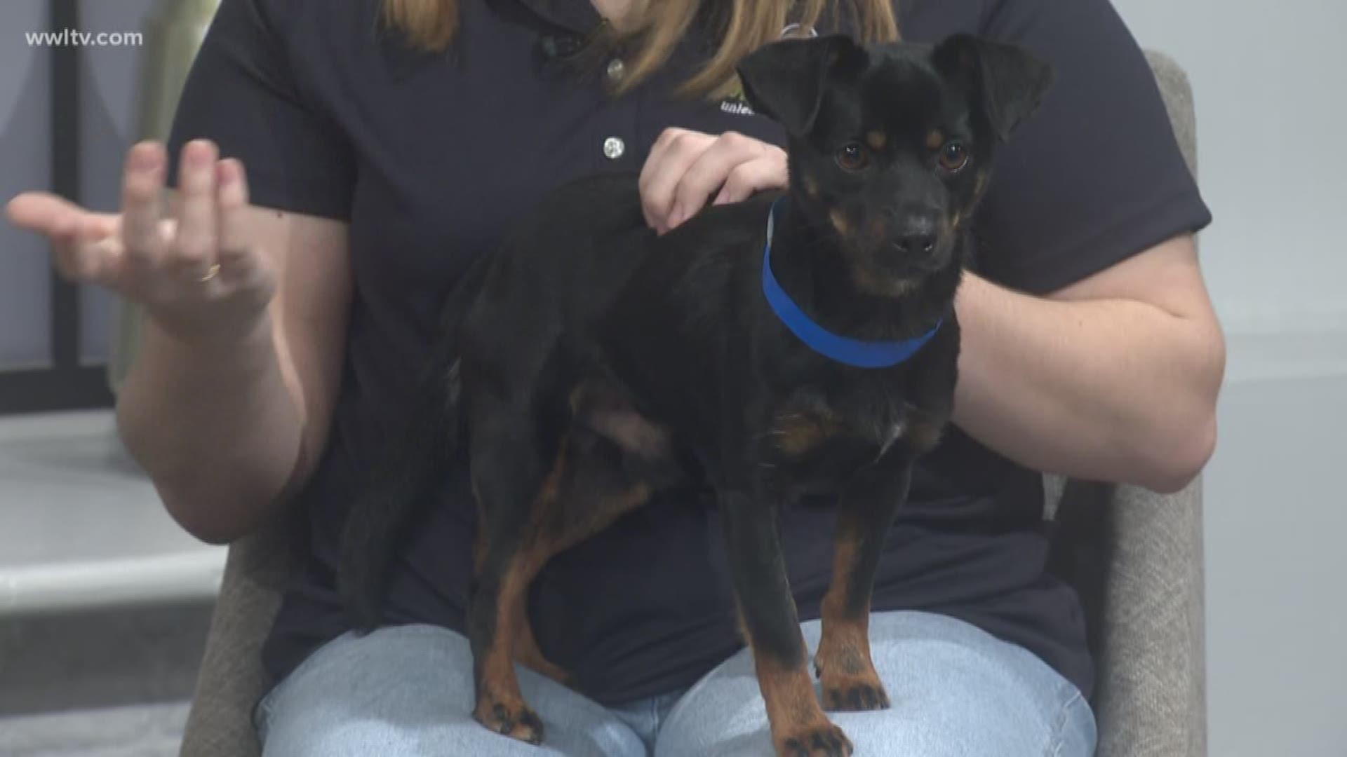 The LASPCA is explaining why you should get your furry friend trained and how it can impact their interactions with other pets.