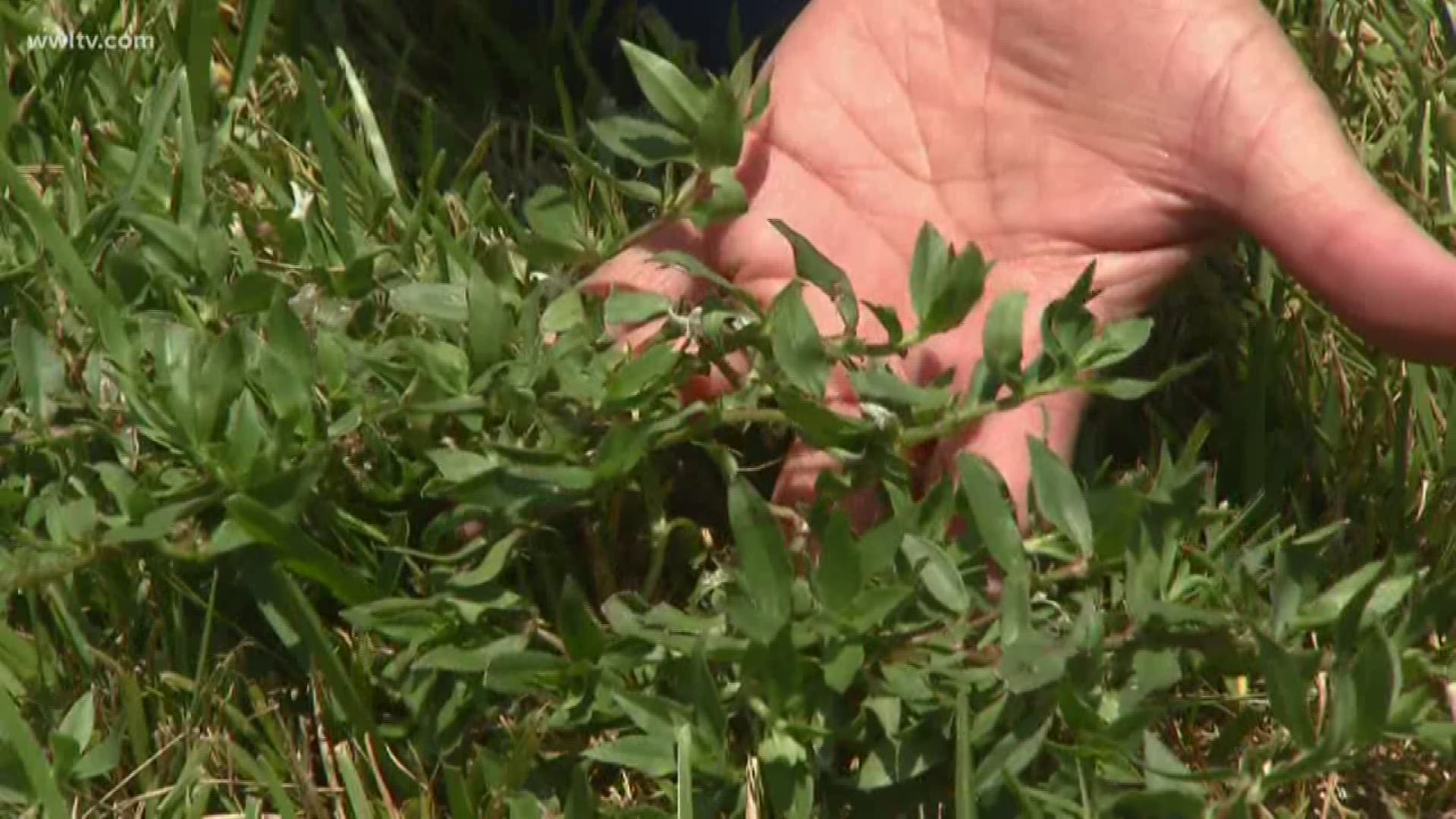 LSU Ag Center is helping you battle the Virginia Buttonweed in your lawn.