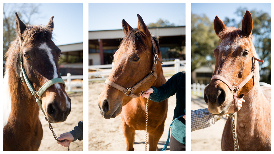 mardi gras parade horses