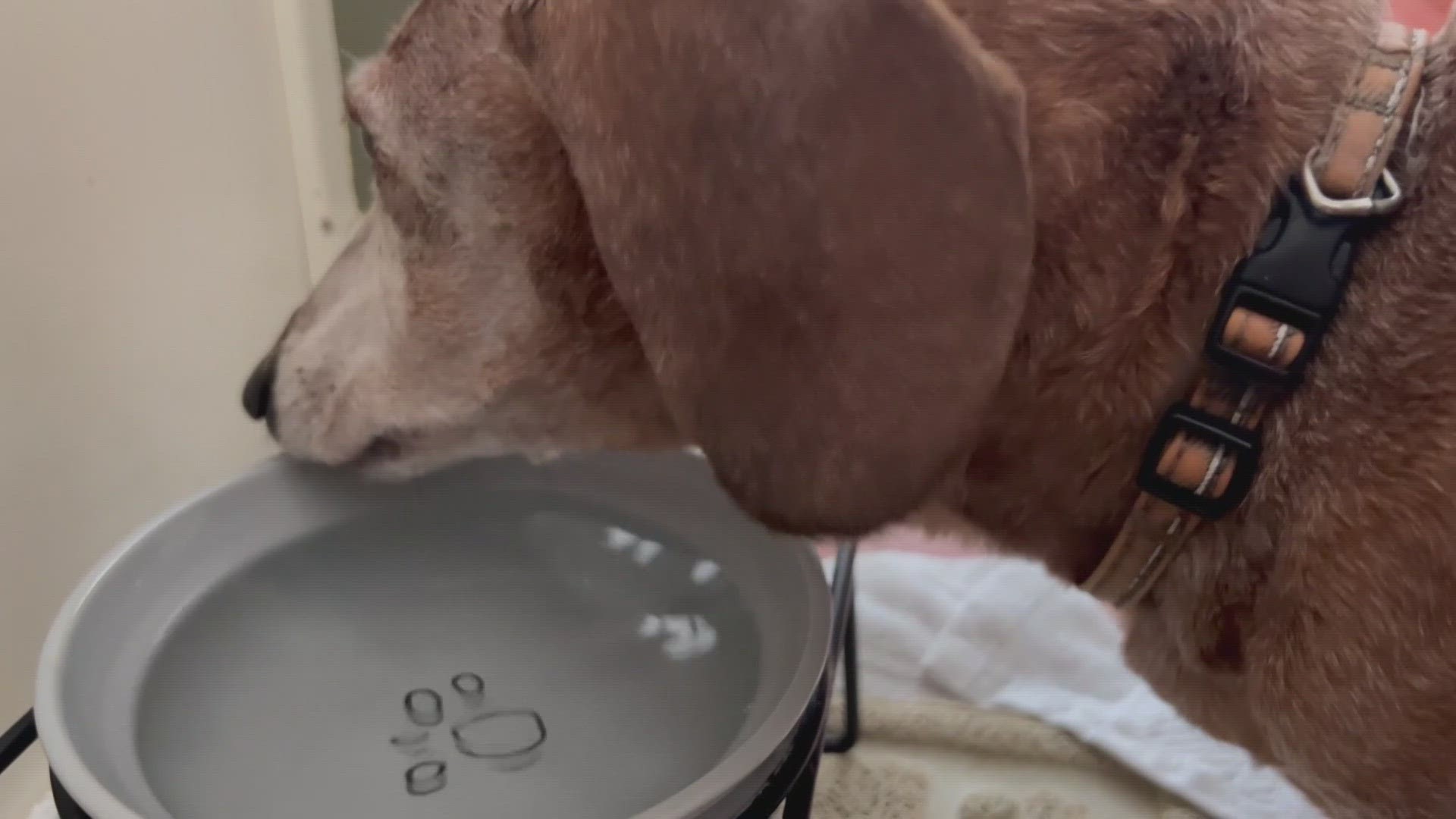 Could your pet's food bowl be harmful?