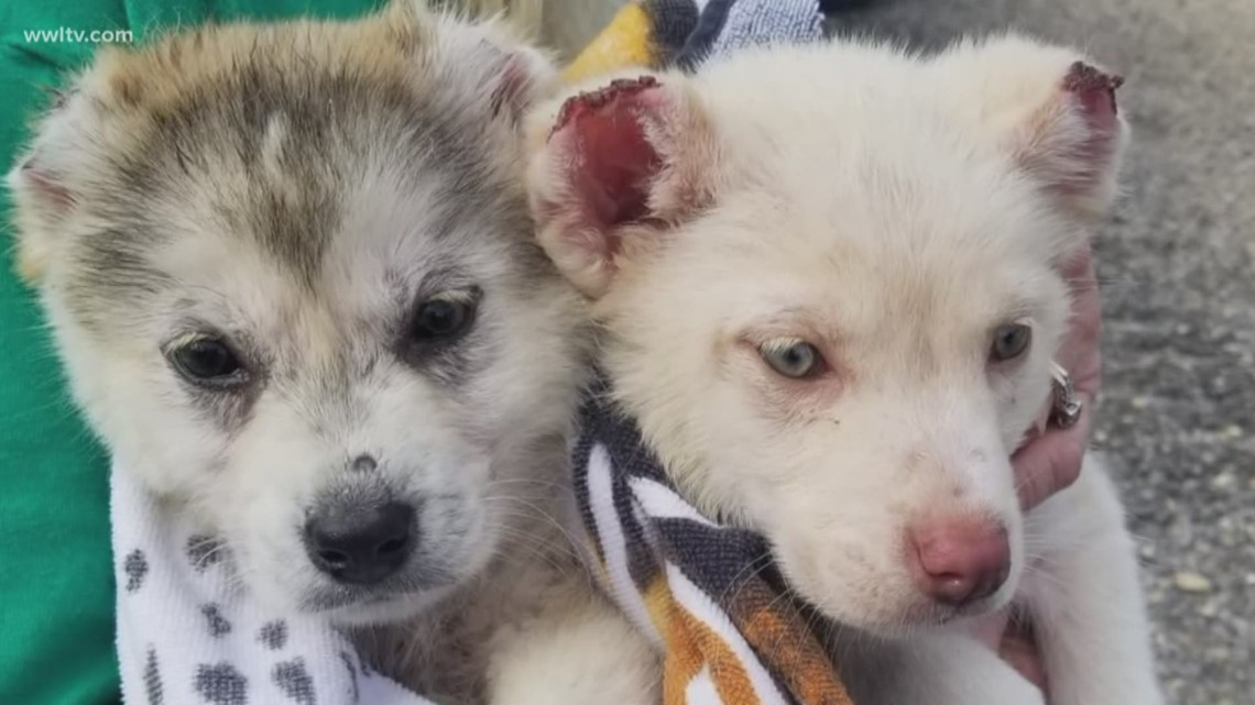 It was nearly two weeks ago when someone called the Tangi Humane Society after finding puppies in a ditch off the side of I-10 in Roseland.