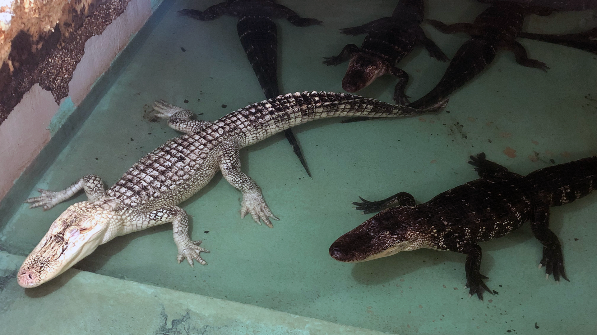 Insta-Gator Ranch & Hatchery in Covington is home to more than 2,000 alligators and more than 25,000 people tour the ranch each year. But it's not just about seeing the gators up close and personal or buying an alligator wallet.